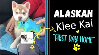 Klee Kai puppy first day home and new Alaskan Klee Kai owner life, mini husky