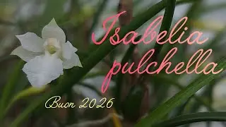 Изабелла пульхелла: как её выращивать.