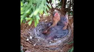 Vom Küken bis zum Vogel! Entwicklung vom Vogelbaby bis zum Flügge werden.