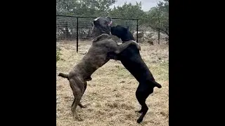 Cane Corso Play ROUGH! BODY SLAM!
