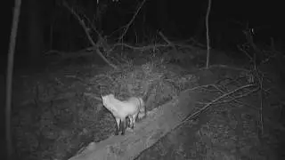 2016 03 12 04 23 36 FoxDen3 RedFoxBootsie