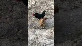 #Hen and rooster mating#love#