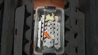 My Black Tiger Madagascar Hissing Cockroach culture bin.