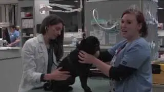 Homework Hotline: Veterinarian Technician Explorer Program