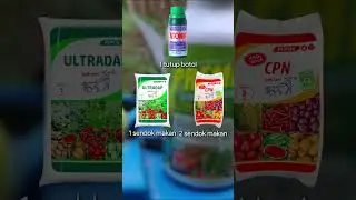 4 Pupuk Perkuat Batang dan Akar Tanaman Cabe, Antisipasi Busuk Batang Musim Hujan