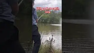 Pole fishing for carp