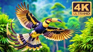 🌿 Top 50 Beautiful & Unusual Singing Birds 🕊️ | Pure Nature Sounds 4K ASMR