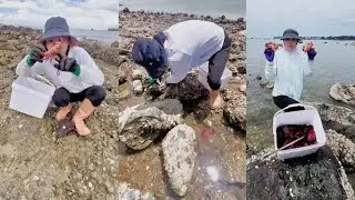 Video content exploring catching red rock crabs #crab #fishing #catching #hunting