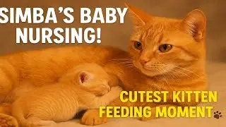 Simba's Baby Feeding Time | Adorable Kitten Nursing from Mama Cat