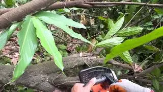 Begini tebang pohon coklat agar mudah untuk distek