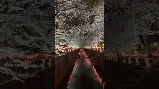 Meguro River | Sakura | Cherry Blossom 🌸 | Tokyo  | Japan |  🇯🇵