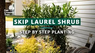 Skip Laurel Shrubs | Step by Step Planting