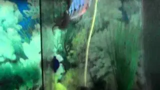 Santhosh kumar Nice Fishtank Flowerhorn Dragon Fish chennai
