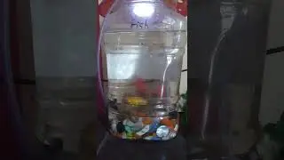 Op setup my Molly platy and wild guppys
