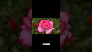 flowers __ 
