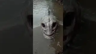 Swimmers Flee From Human-Faced Creature in Lake