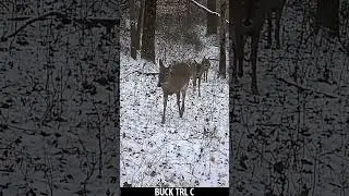 Doe Group Gives Trail Camera A Diva Show