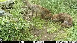 Submissive Behaviour (Red Fox)