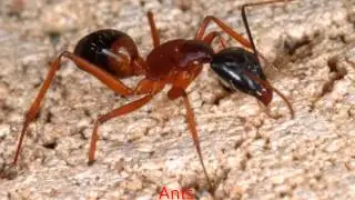 Premium Pest Control - (1300)237-440