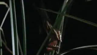 The Painted Reed Frog