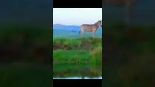 Wildlife in 4k-wild animals, Relaxation with calming music #sort
