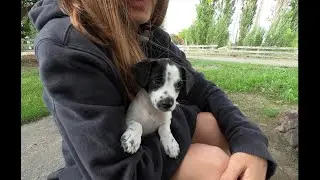 New Puppy - 2020 COVID 19, Chiwawa mixed with German Pointer Dog, puppies are cute, LOVE Carnee