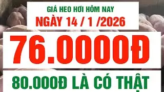 Giá heo hơi 14/1/2026 giá 76.000 đồng/kg | 80.000đ đến Tết trong tầm tay.