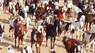 Ya Hay Bakri Ka Jhund  ! Goats Farming Start Business #Short #Viral #Animals #Goats #Trending #Bakri