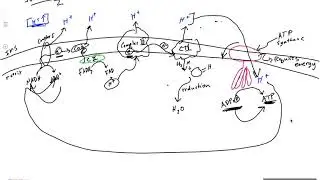 Electron Transport Chain and ATP Synthesis Explained!