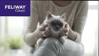 &Tau;&omicron; Feliway Classic Spray &beta;&omicron;&eta;&theta;ά &tau;&eta; &gamma;ά&tau;&alpha; &sigma;&alpha;&sigmaf; &nu;&alpha; &pi;&alpha;&rho;&alpha;&mu;έ&nu;&epsilon;&iota; ή&rho;&epsilon;&mu;&eta; &kappa;&alpha;&tau;ά &tau;&iota;&sigmaf; &mu;&epsilon;&tau;&alpha;&kappa;&iota;&nu;ή&sigma;&epsilon;&iota;&sigmaf;