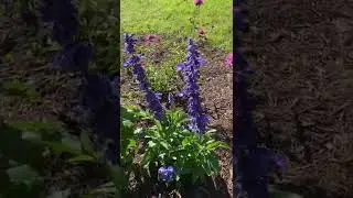 Proven Winners unplugged so blue Mealycup Sage=🐝