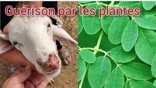 comment guérir les moutons à travers les plantes médicinales