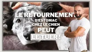 Le retournement d'estomac chez le chien peut le tuer !