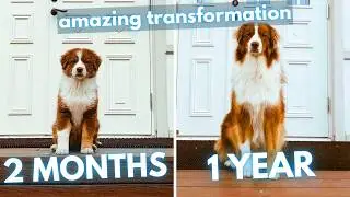 Australian Shepherd Puppy to Dog Transformation (8 Weeks to 1 Year)