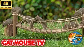 Cat TV Mouse For Indoor Cats 👁️ (High Energy 4K Mice Maze) | Kitten Mouse TV