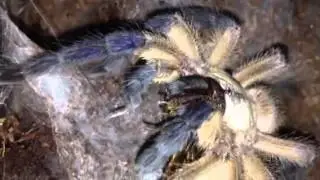 Monocentropus Balfouri Tarantula Communal Feeding