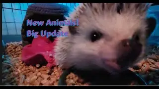 Exotic Animal Update - We Moved!