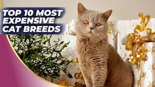😻TOP 10 Most EXPENSIVE Cat 🌟 Overwatch! | Expert Pet Advice!