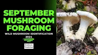 September Wild Mushroom Foraging 24