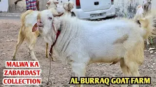 Malwa Ka Zabardast Collection At Al Burraq Goat Farm