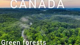 Canada Green Forests .Relaxing music. Drone Footage