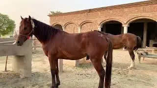 Beautiful horse power || Horse videos 🐎February 3, 2025