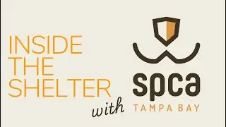 T-Rex's Incredible Path to Finding Love at SPCA Tampa Bay
