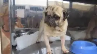 Doug the Pug