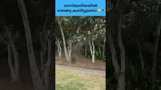 ഓസ്&zwnj;ട്രേലിയയിലും ഉണ്ട് തെങ്ങു !തനി കേരളം | Australian Malayali  life