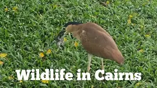 Wildlife Adventures in Cairns