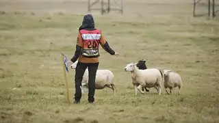 Zapparayans Juni - IK1