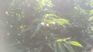 Vải thiều chính vụ 11/1/26