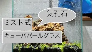 ADA30㎝キューブガーデン立ち上げるでい