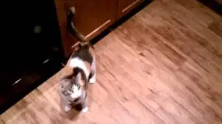 Funny Cat Trick - Cat Picks Her Own Food